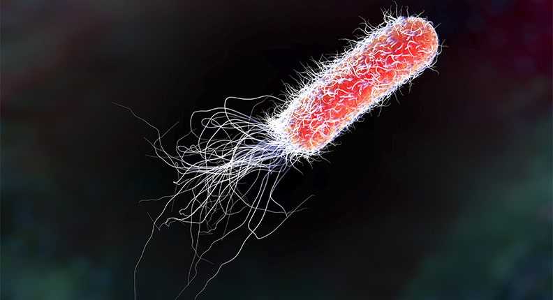 Five Facts about E coli img - نهفتگی و باکتری های عفونی برای فرار از آنتی بیوتیک ها